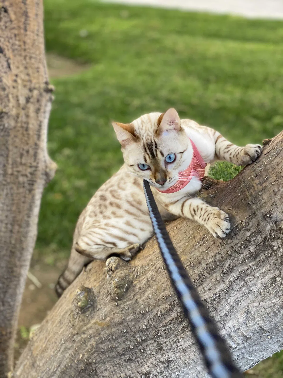 Lost cat in Fountain Valley, CA, 92708