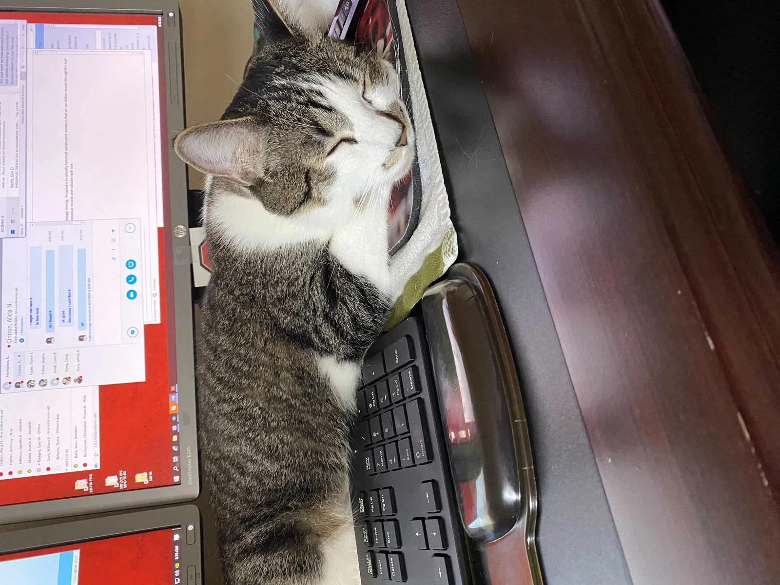 Lost cat in Forest Grove, OR, 97116
