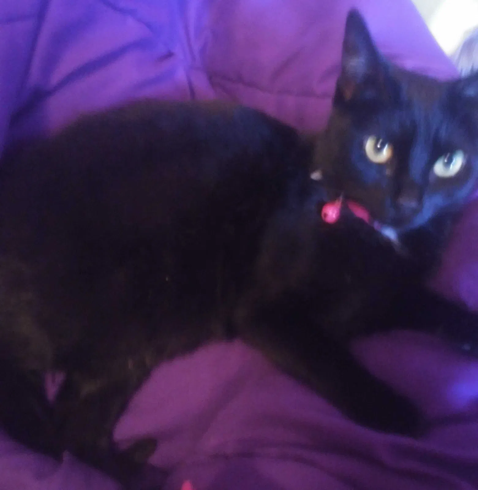 Lost cat in Albuquerque, NM, 87107