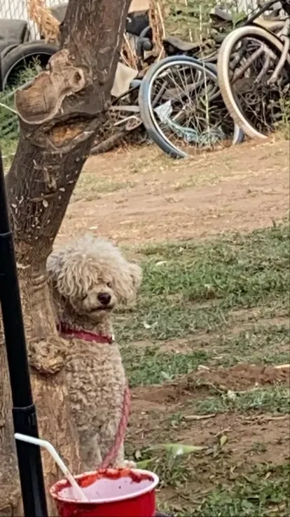 Lost dog in Riverside, CA, 92505
