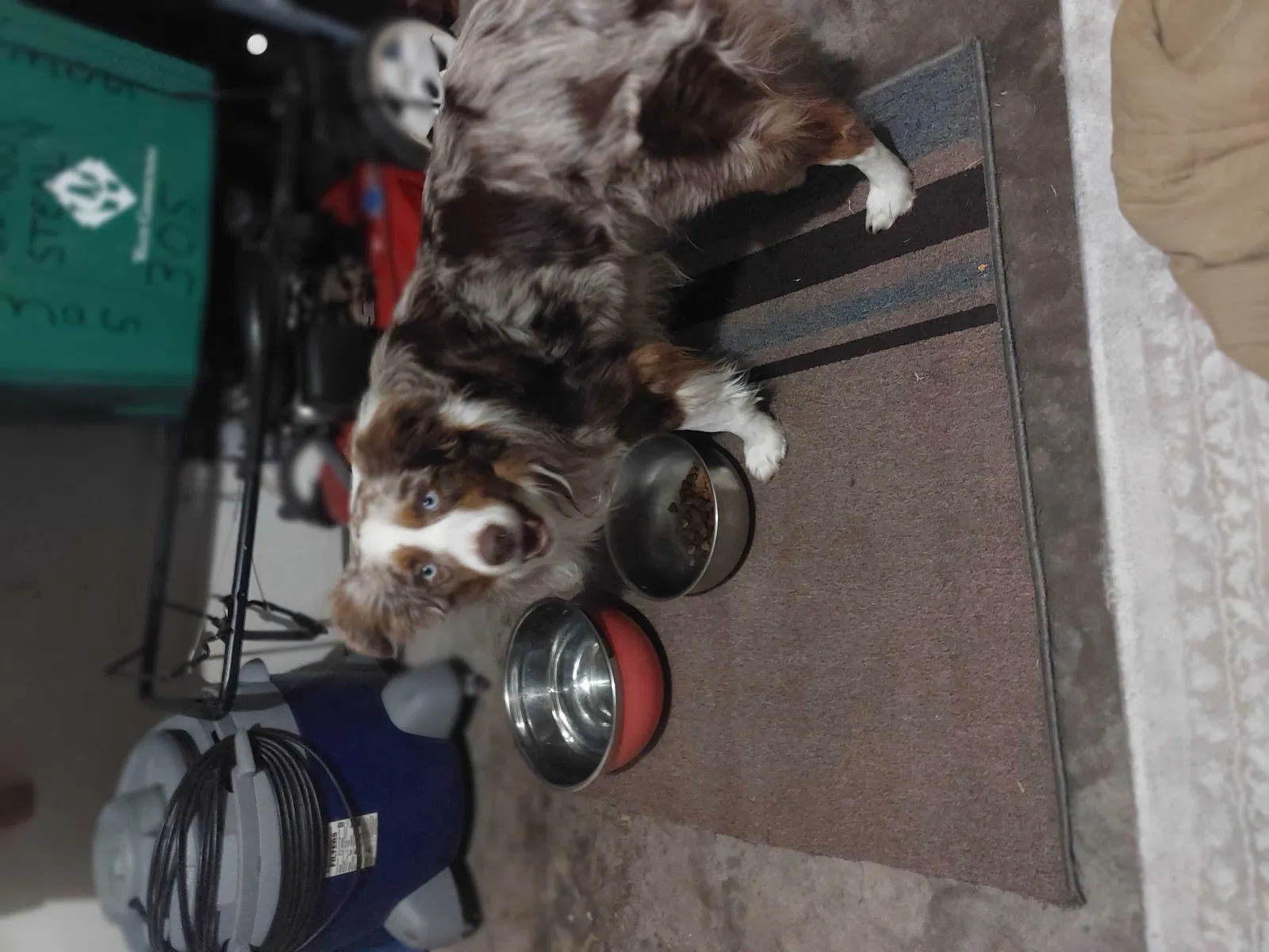 Found dog in Crowley, TX, 76036