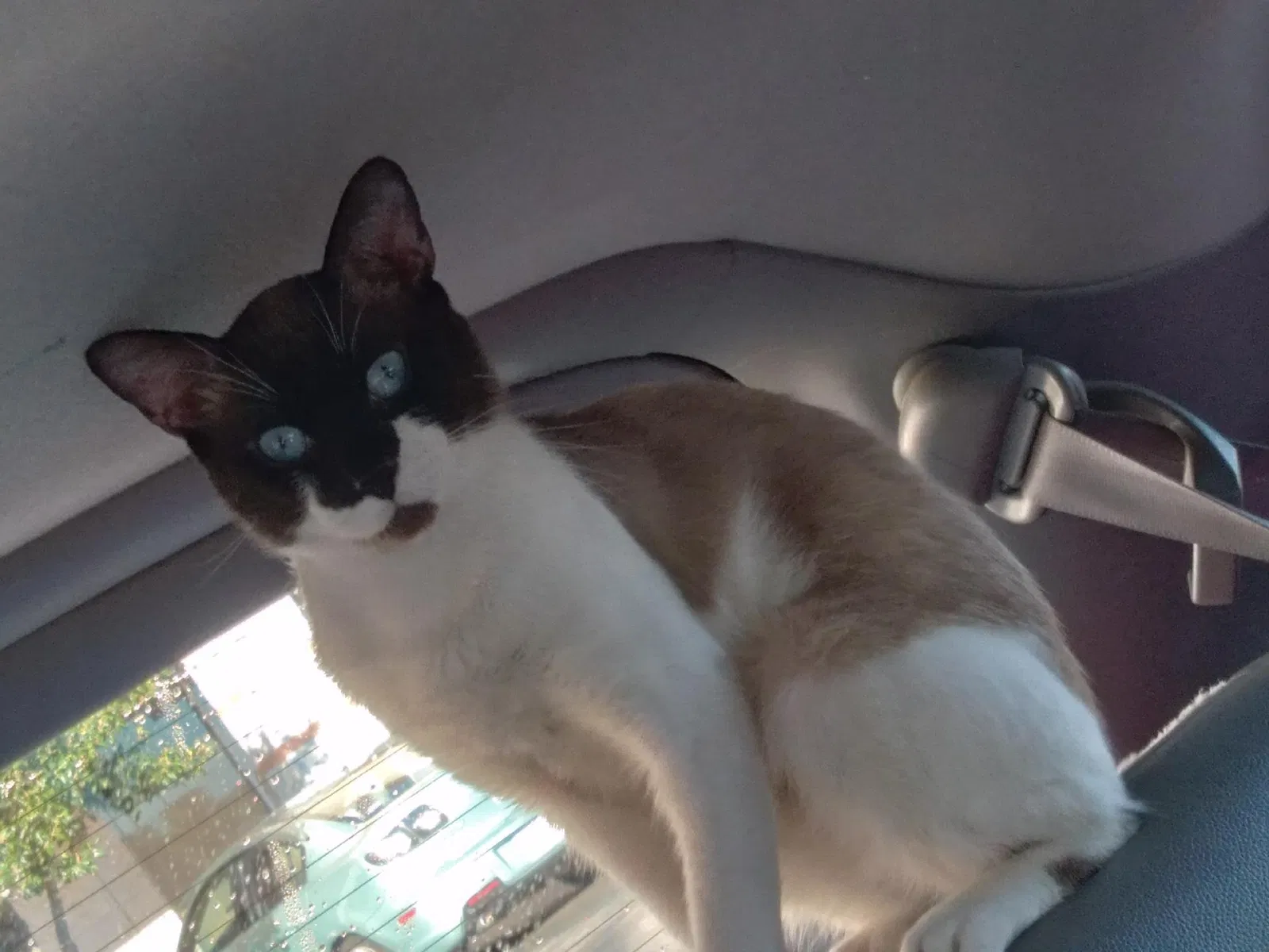 Lost cat in Saint Petersburg, FL, 33702