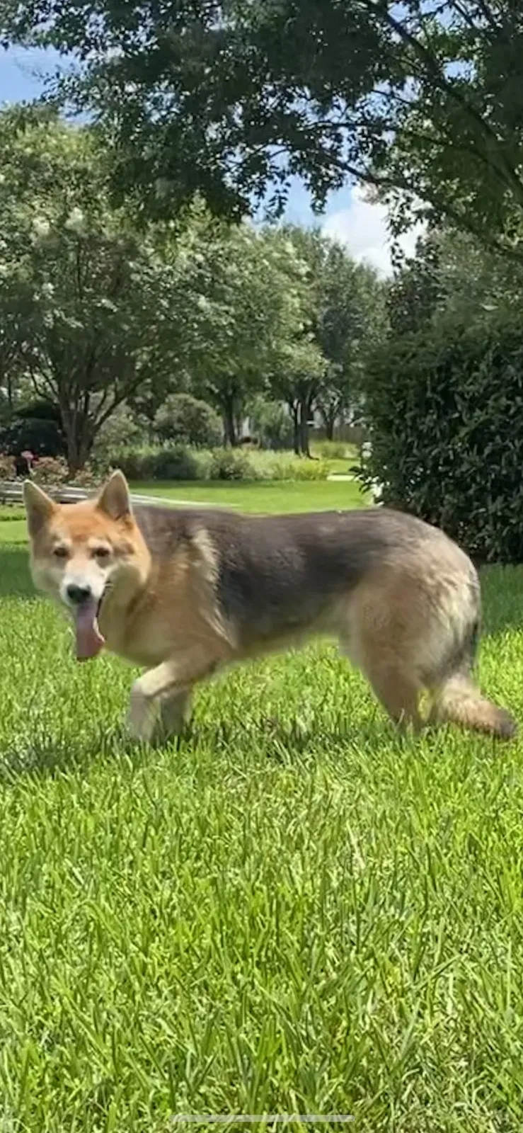 Lost dog in Houston, TX, 77084
