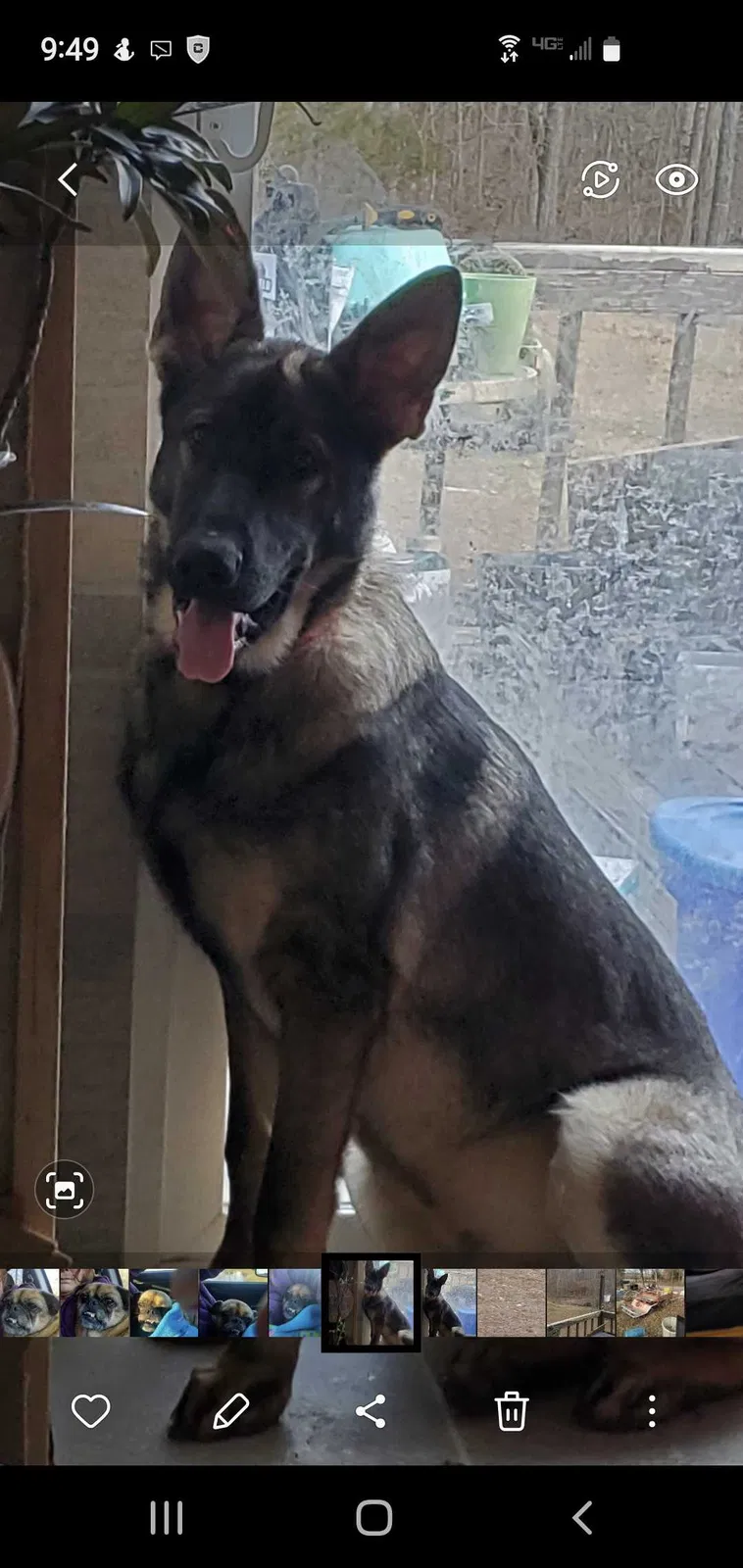 Lost dog in French Village, MO, 63036