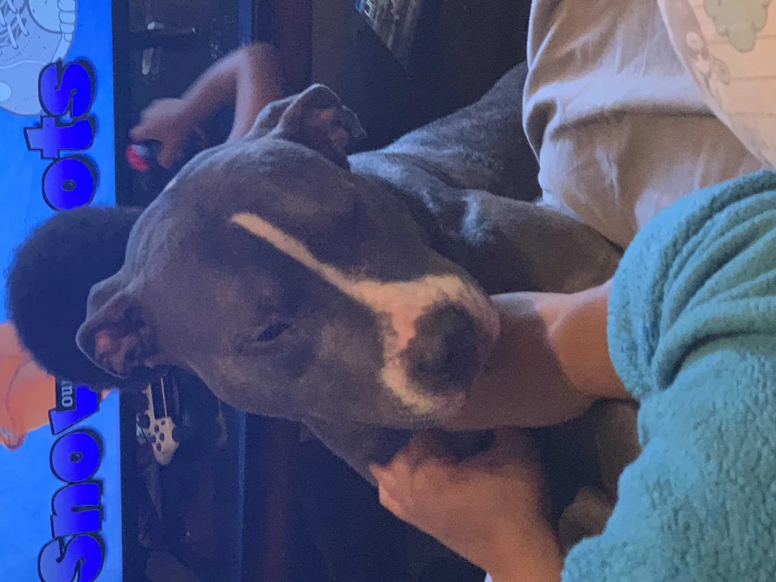 Lost dog in Lancaster, SC, 29720