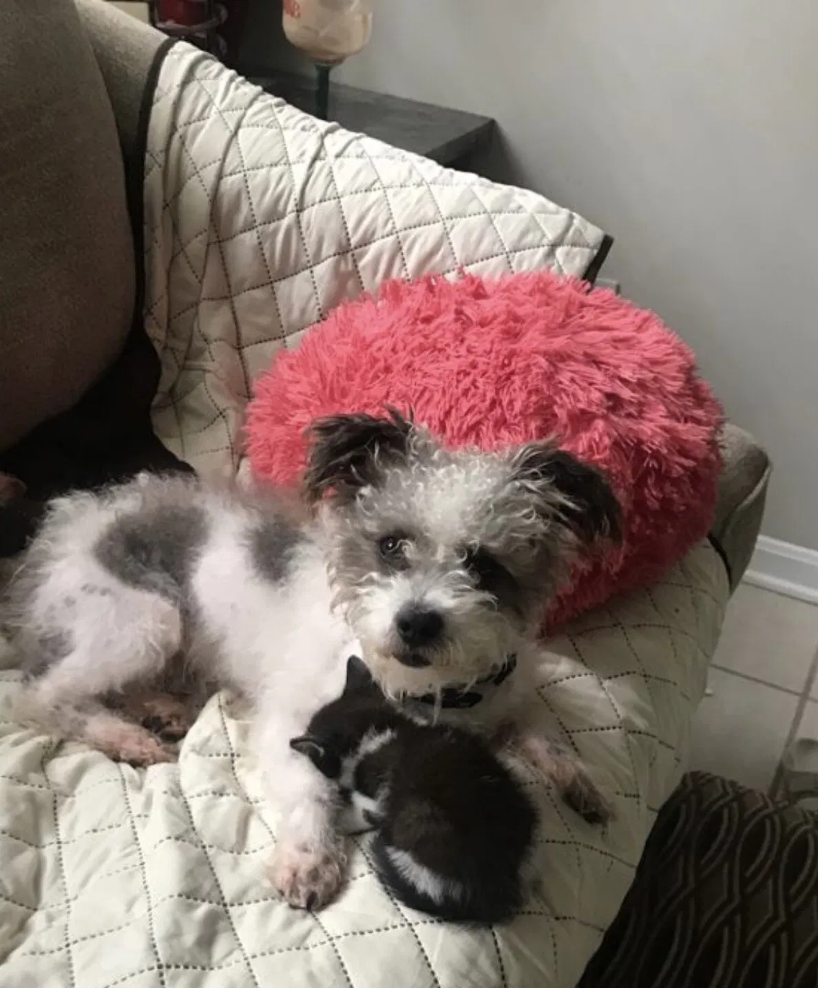 Lost dog in Tuscaloosa, AL, 35405