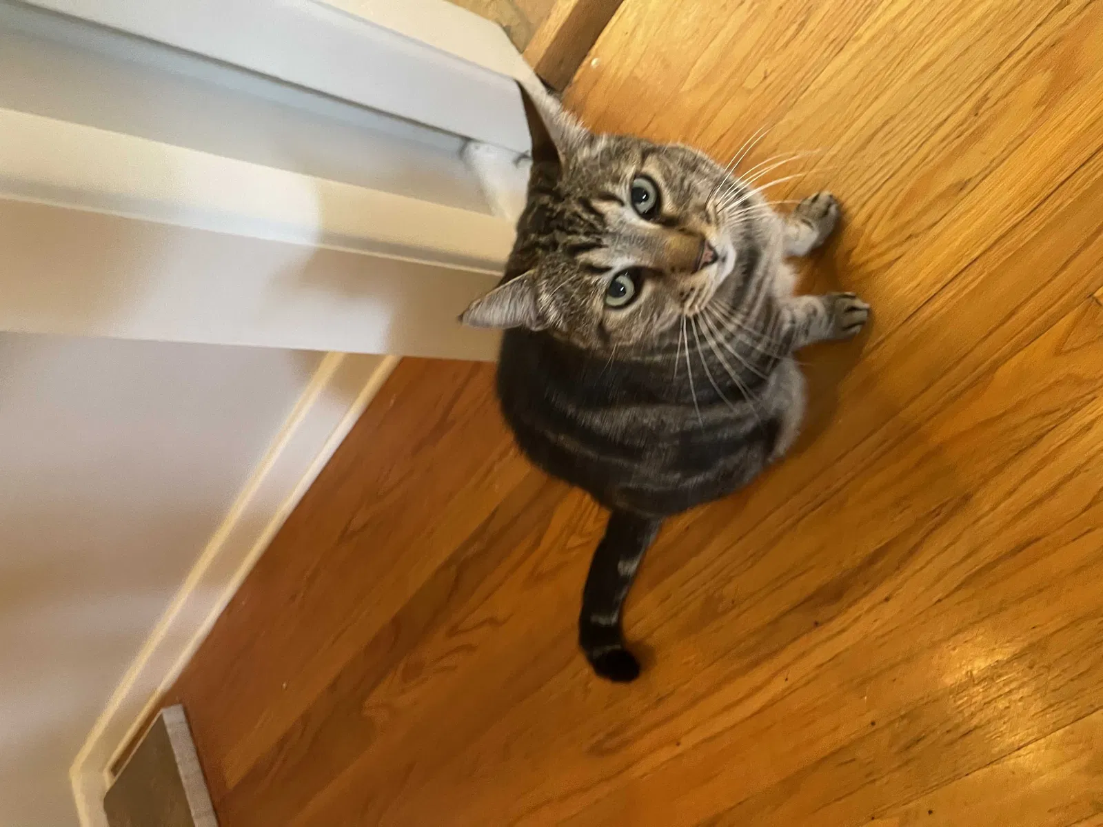Lost cat in Jacksonville, FL, 32210