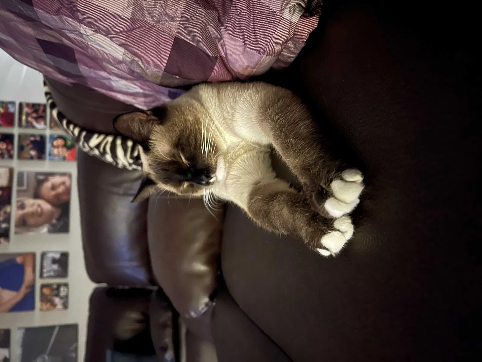 Lost cat in El Paso, TX, 79912