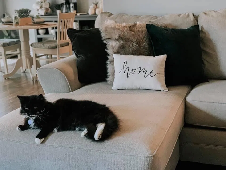 Lost cat in Clarksville, TN, 37042