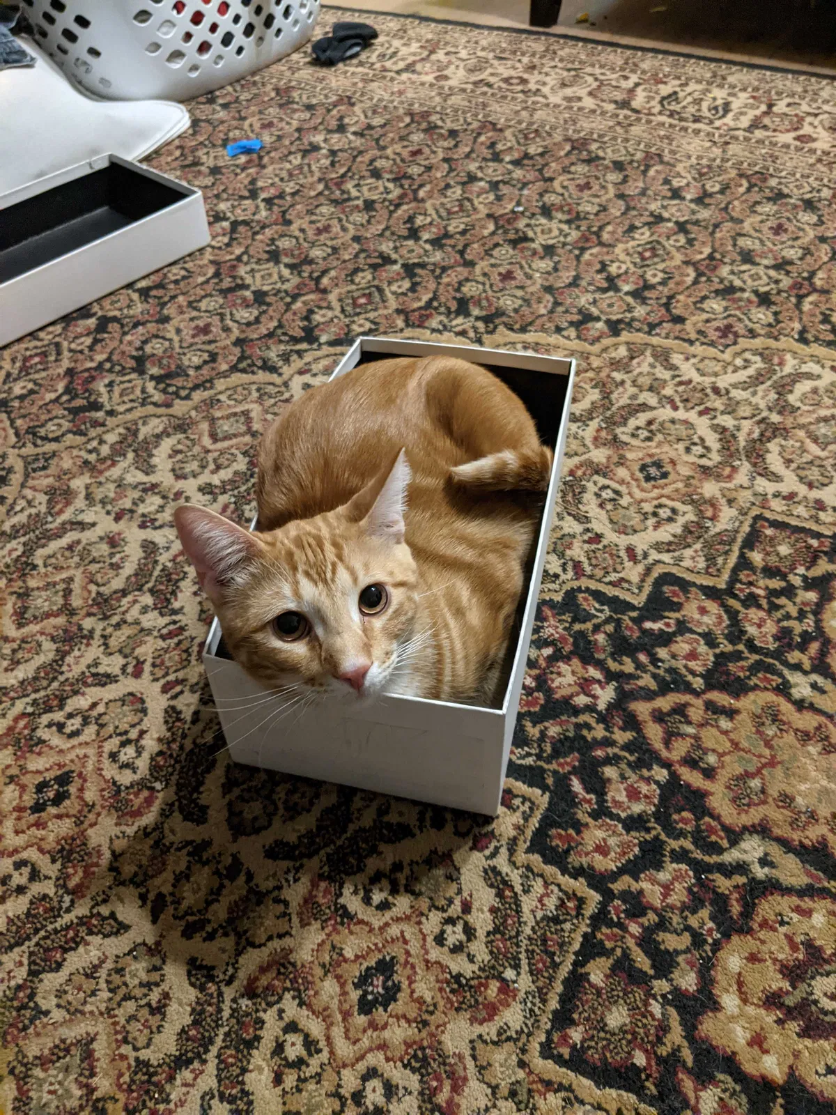 Lost cat in Lewisville, TX, 75067