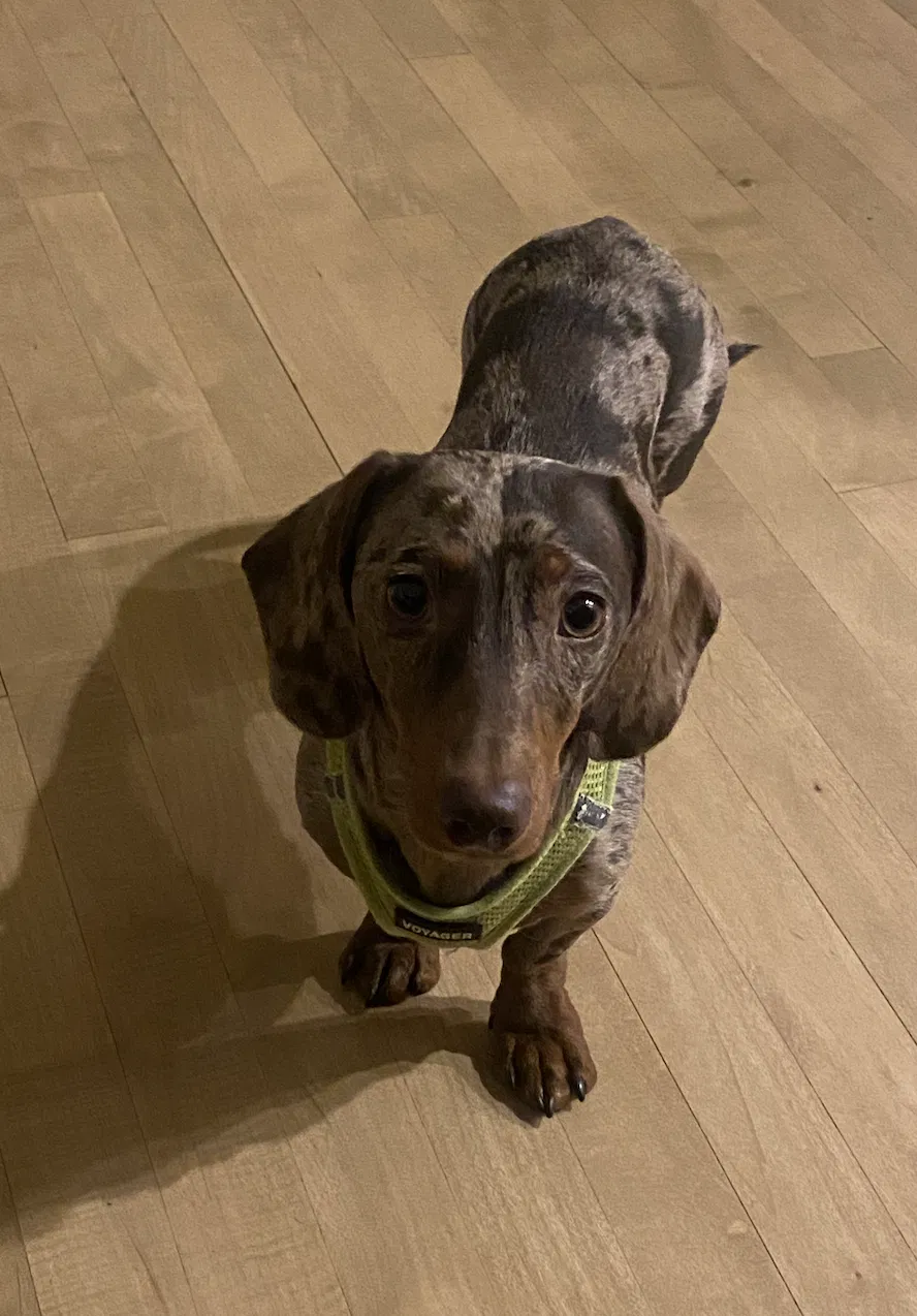 Lost dog in Austin, TX, 78702
