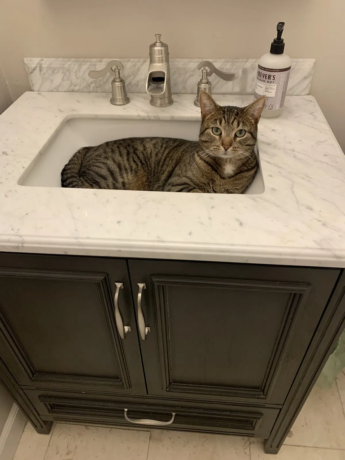 Lost cat in Hebron, KY, 41048