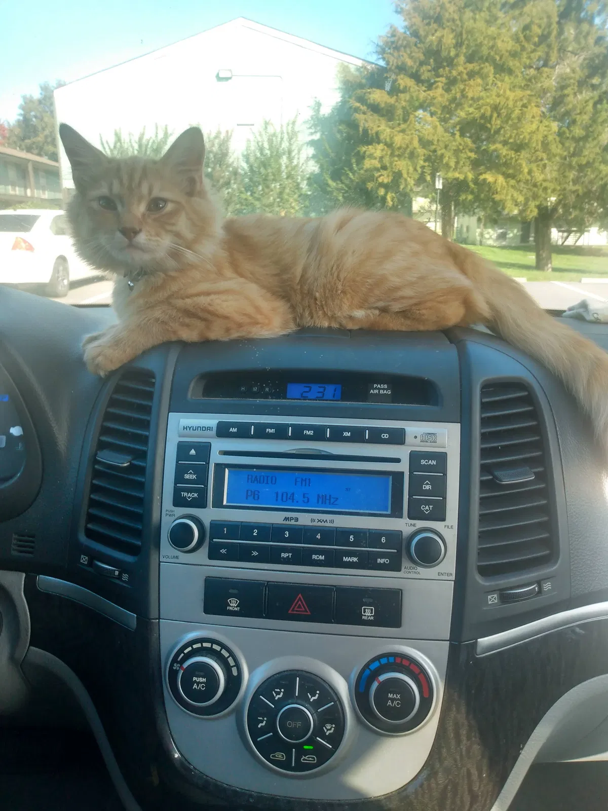 Lost cat in Lenoir City, TN, 37771