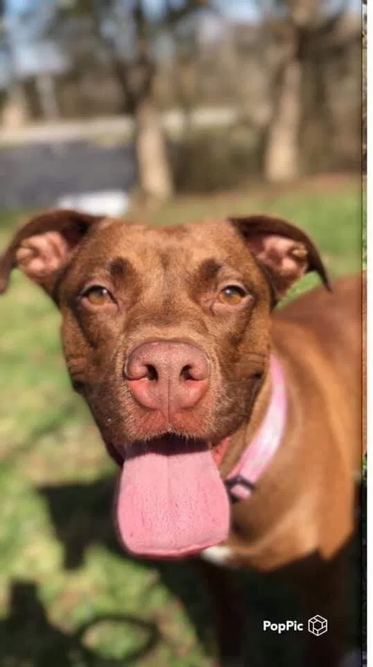 Lost dog in French Village, MO, 63036
