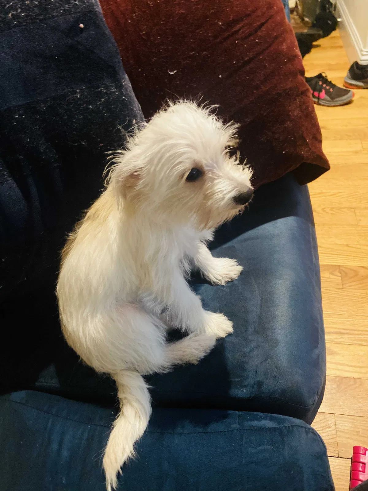 Lost dog in Springfield Gardens, NY, 11413
