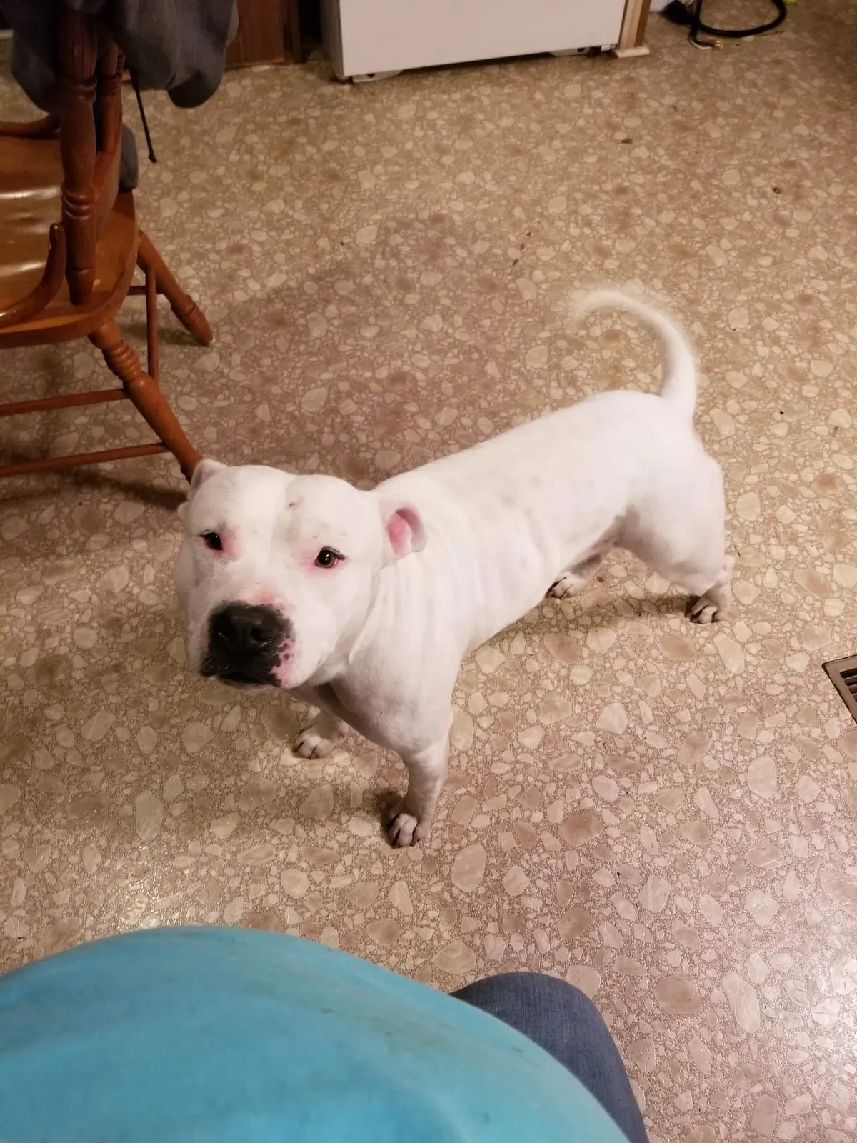 Lost dog in Williamsport, TN, 38487