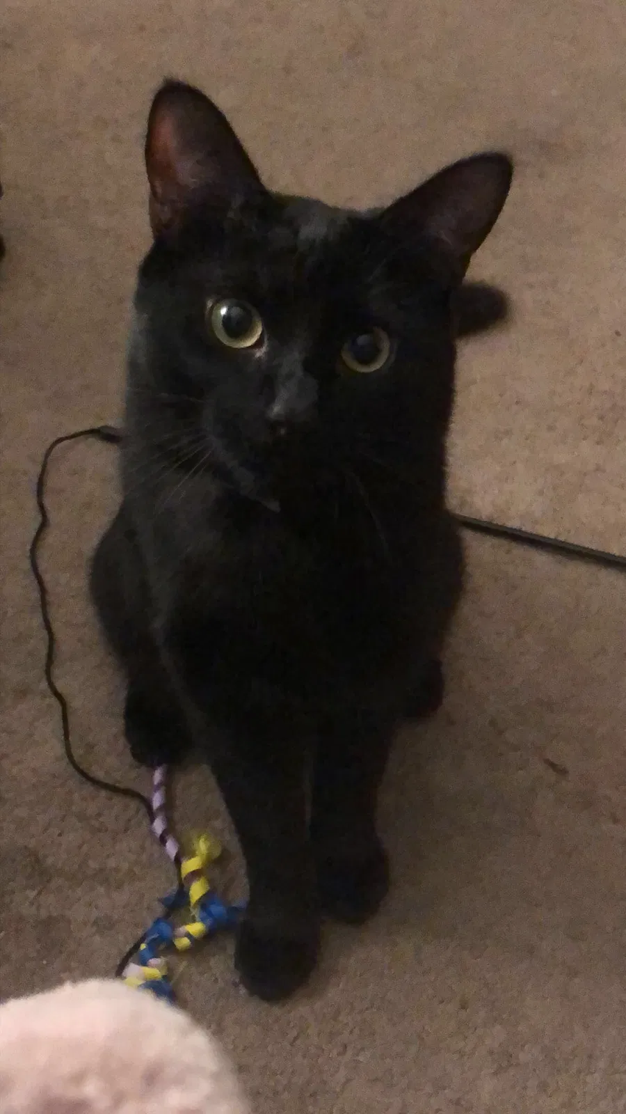 Lost cat in Van Nuys, CA, 91411