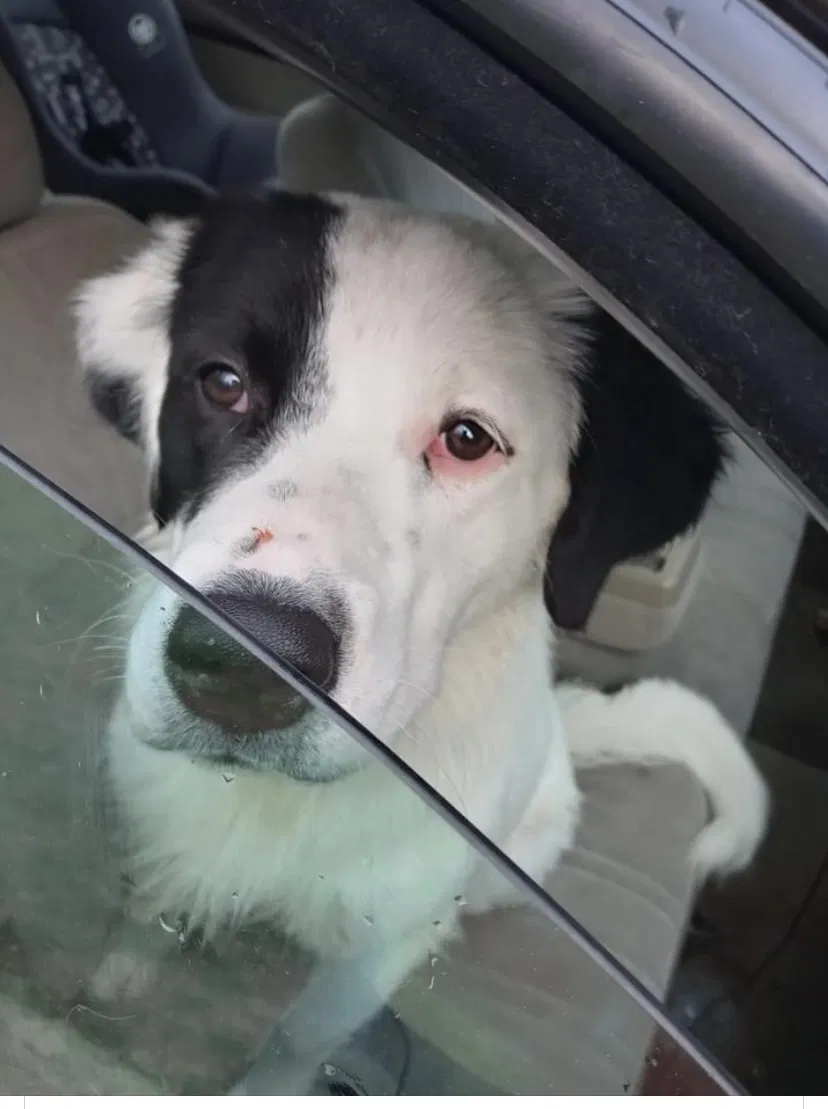 Lost dog in Waverly, TN, 37185