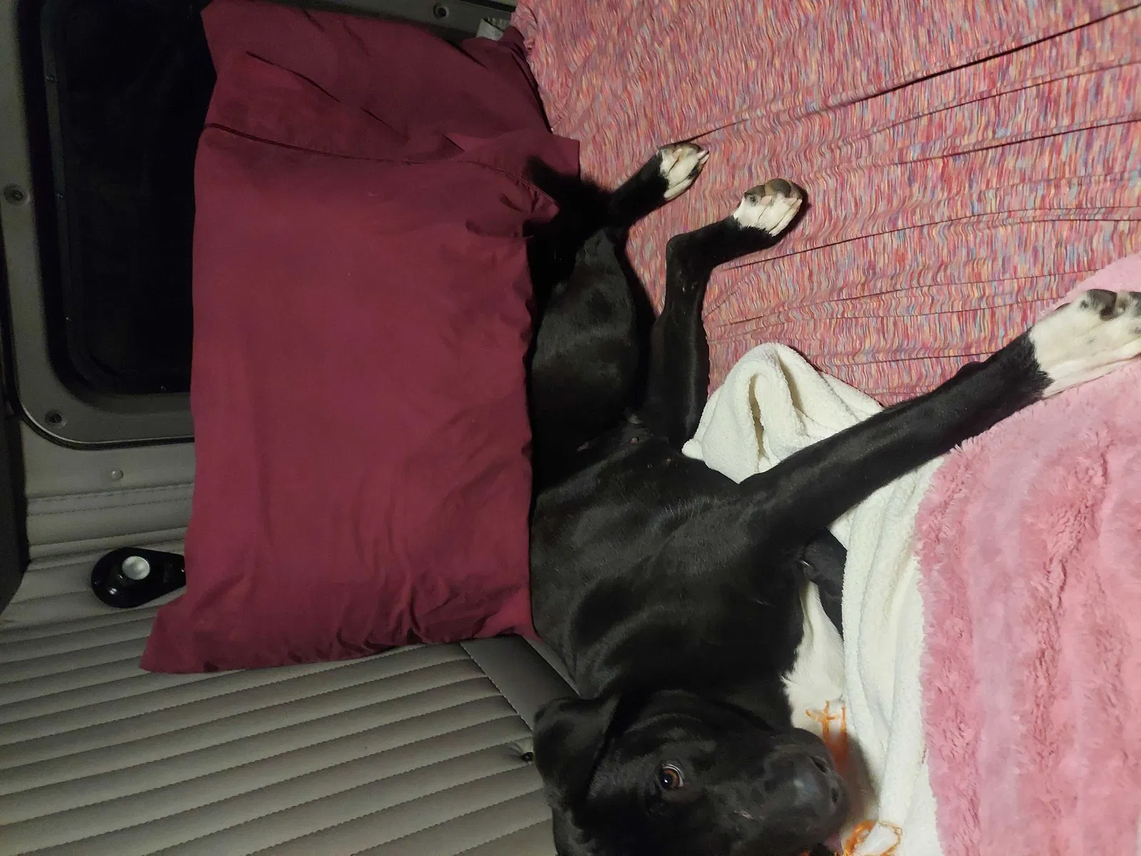 Found dog in Casper, WY, 82601