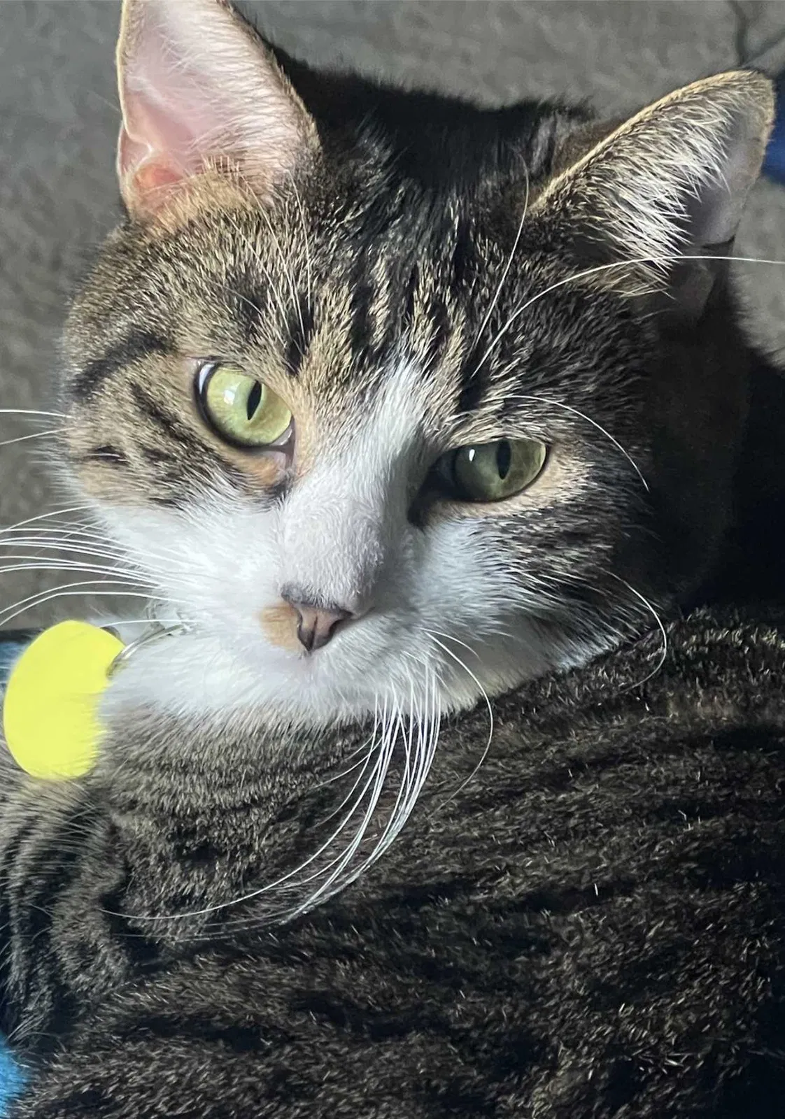 Lost cat in Knoxville, TN, 37919