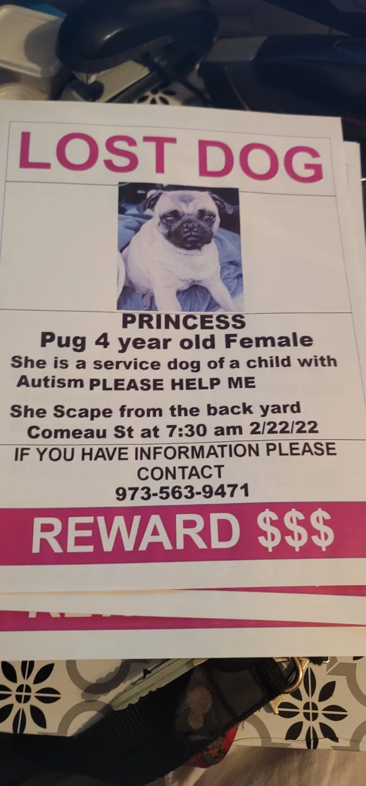 Lost dog in Gotha, FL, 34734