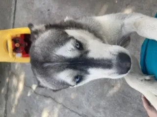 Lost dog in Modesto, CA, 95358
