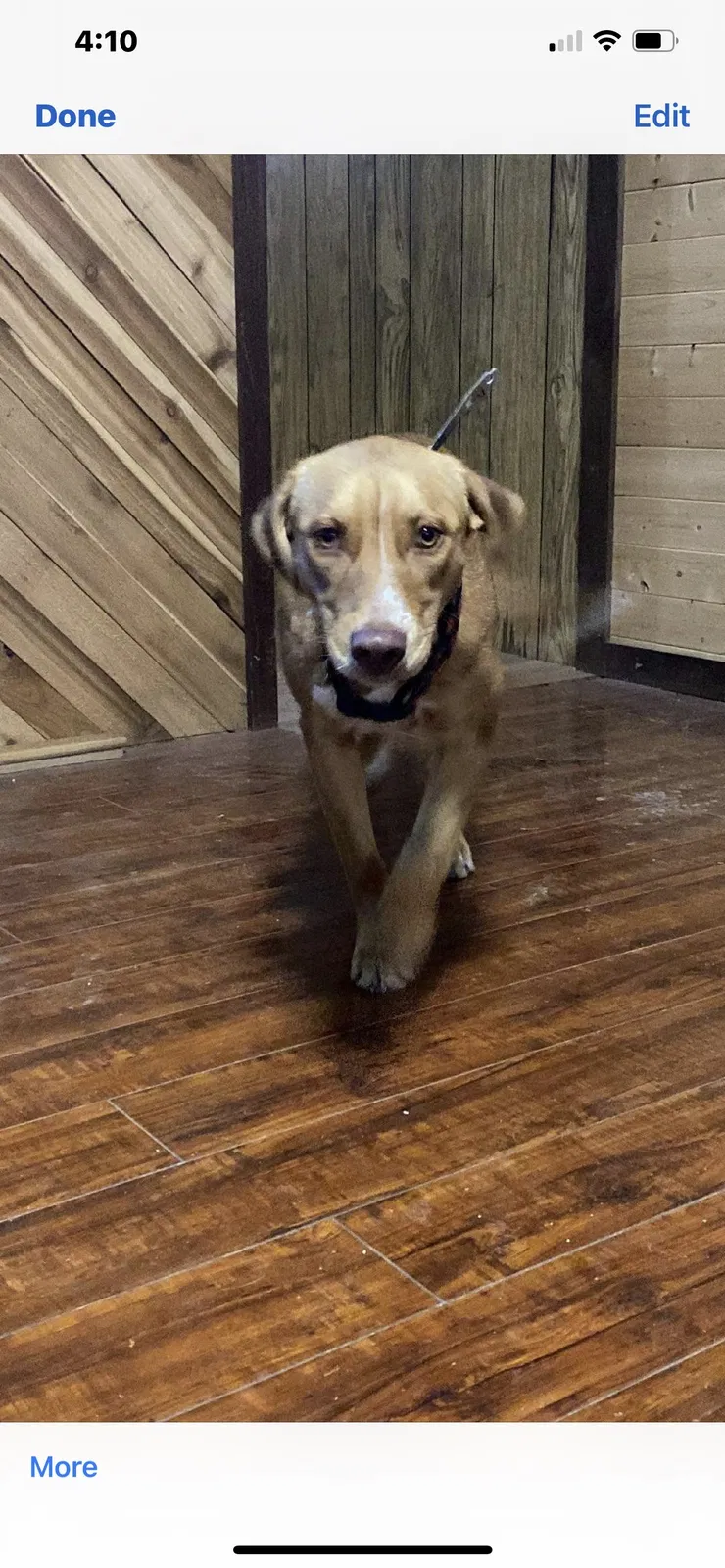 Lost dog in Timpson, TX, 75975