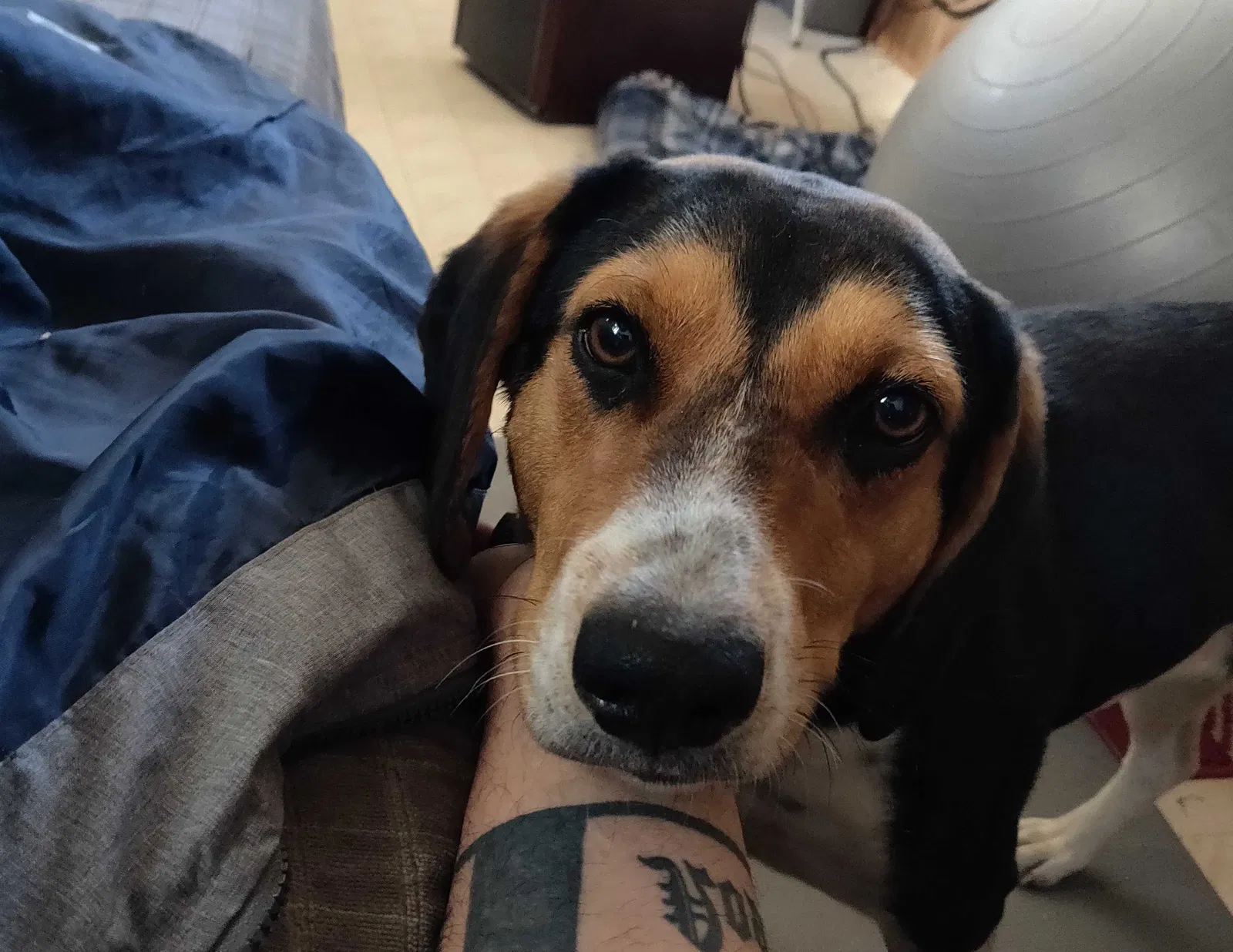Found dog in Tahlequah, OK, 74464