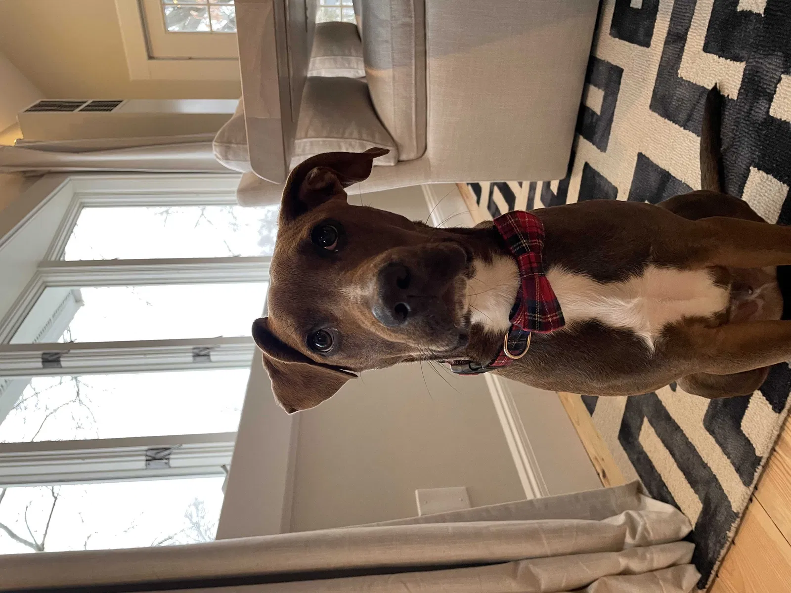 Lost dog in Concord, NH, 3303