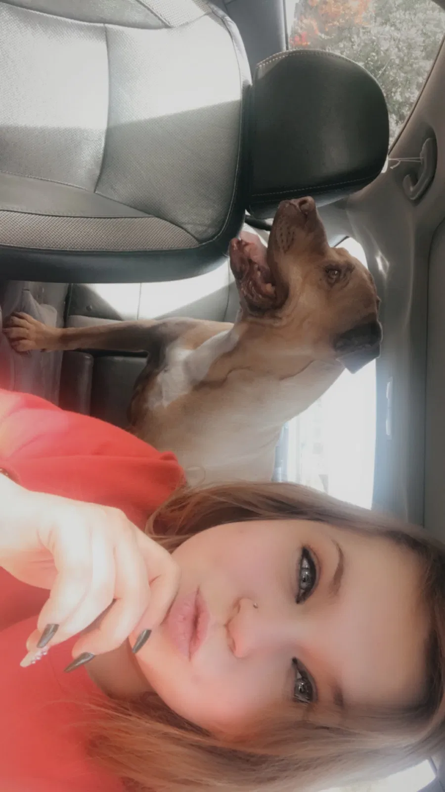 Found dog in Phoenix, AZ, 85019