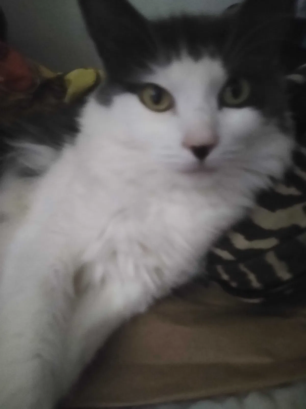 Lost cat in Las Vegas, NV, 89123