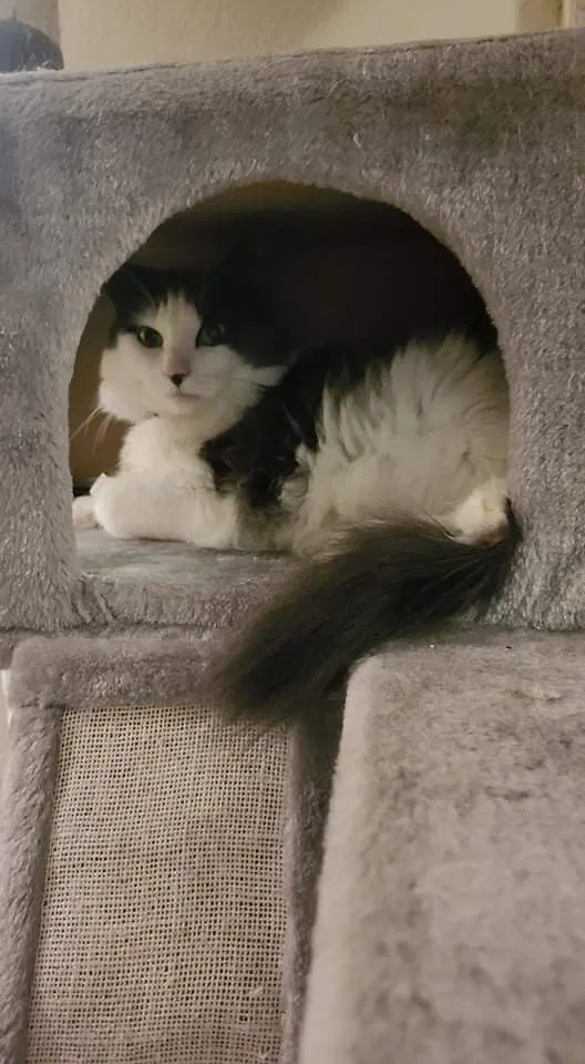 Lost cat in Federal Way, WA, 98023
