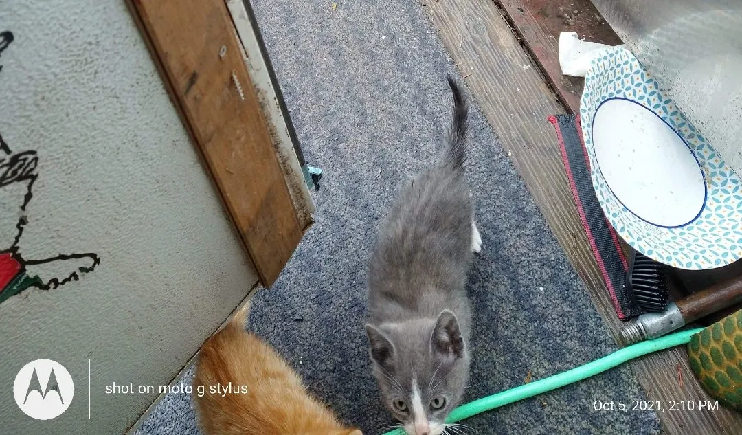 Lost cat in Puyallup, WA, 98373