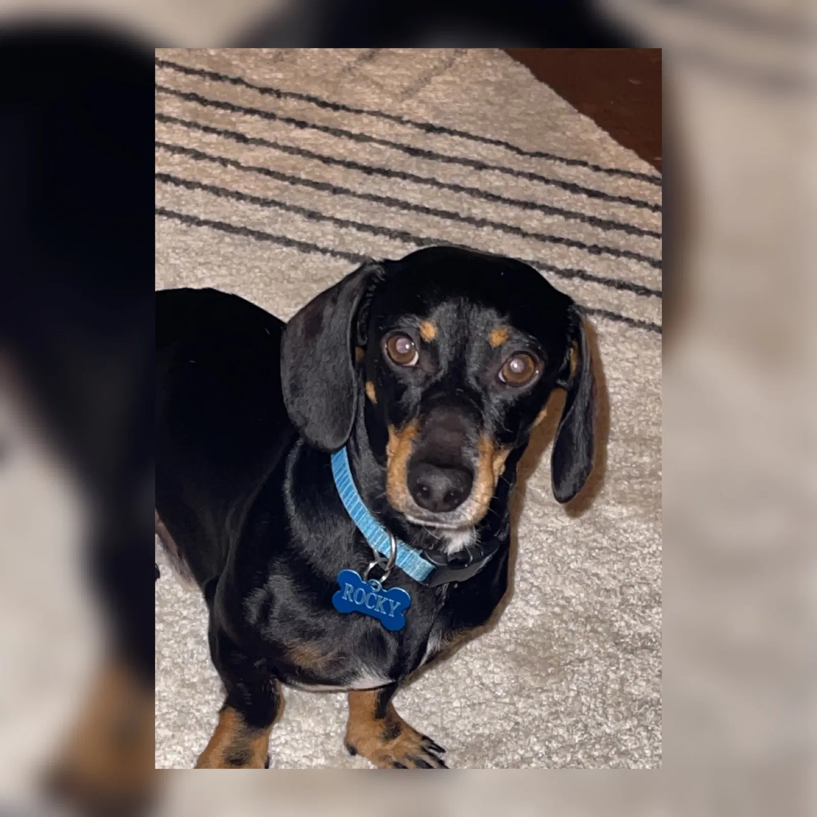 Lost dog in Athens, TX, 75751