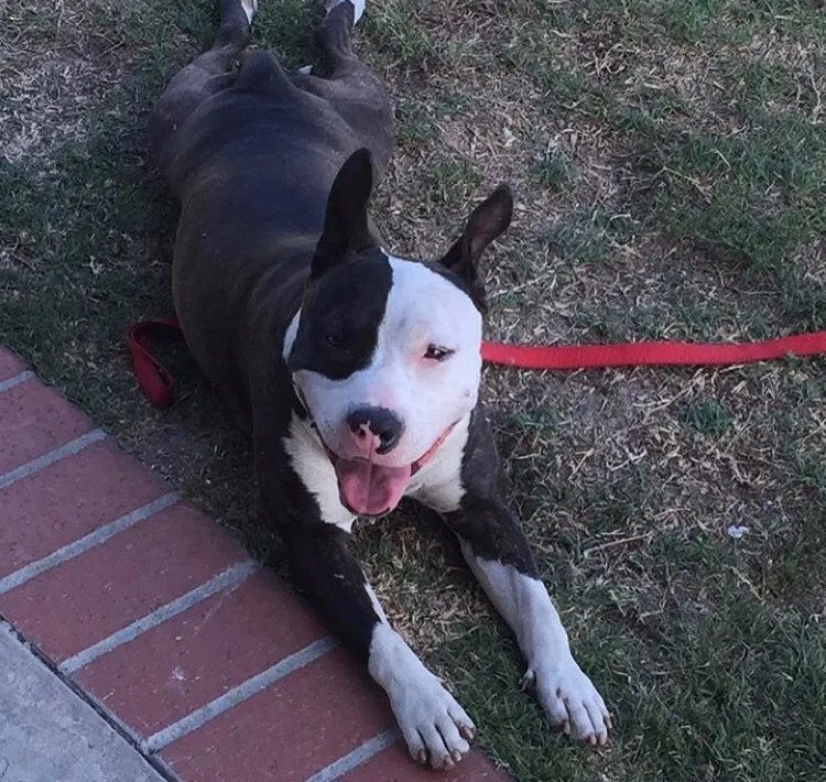 Lost dog in Los Angeles, CA, 90037