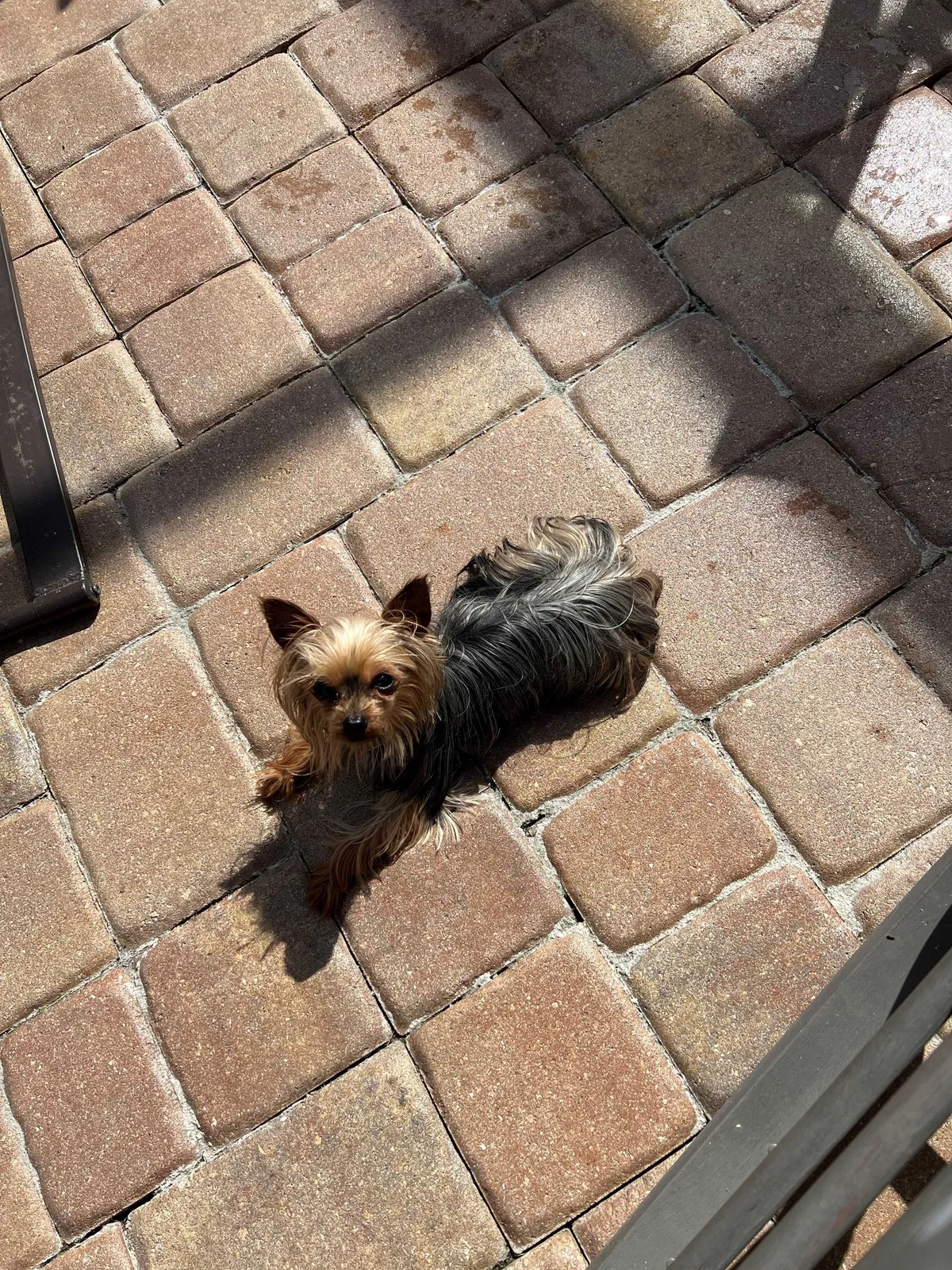 Lost dog in Naples, FL, 34120