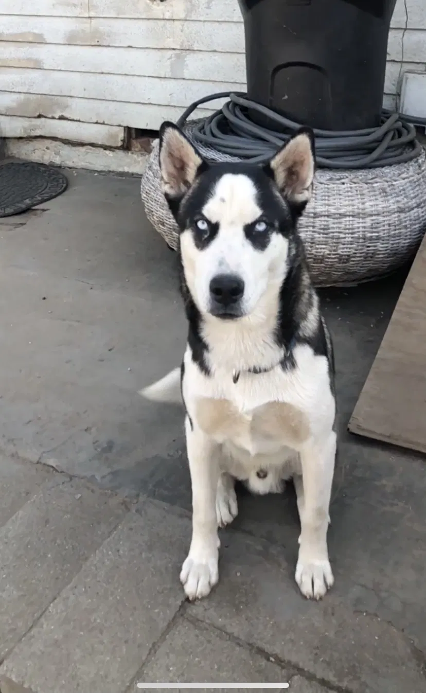 Lost dog in Los Angeles, CA, 90037