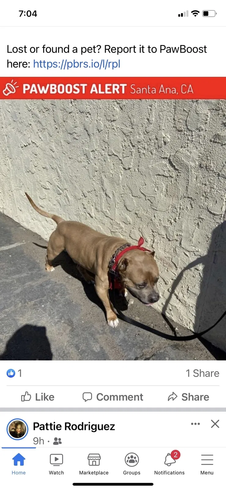 Lost dog in Santa Ana, CA, 92703