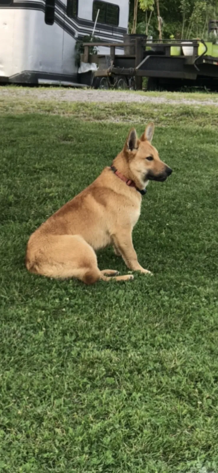Found dog in Unknown, KY, 41032