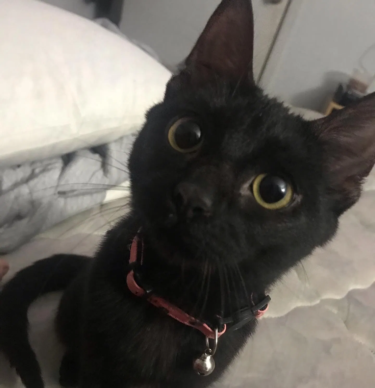 Lost cat in Austin, TX, 78745