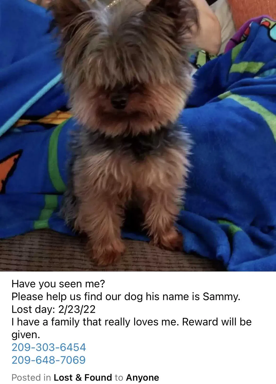 Lost dog in Merced, CA, 95340