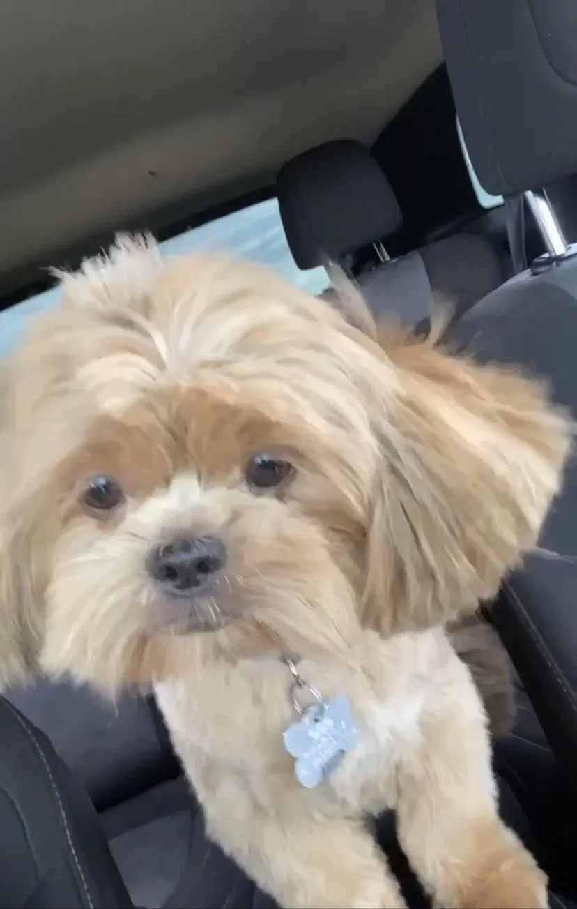 Lost dog in Tolleson, AZ, 85353