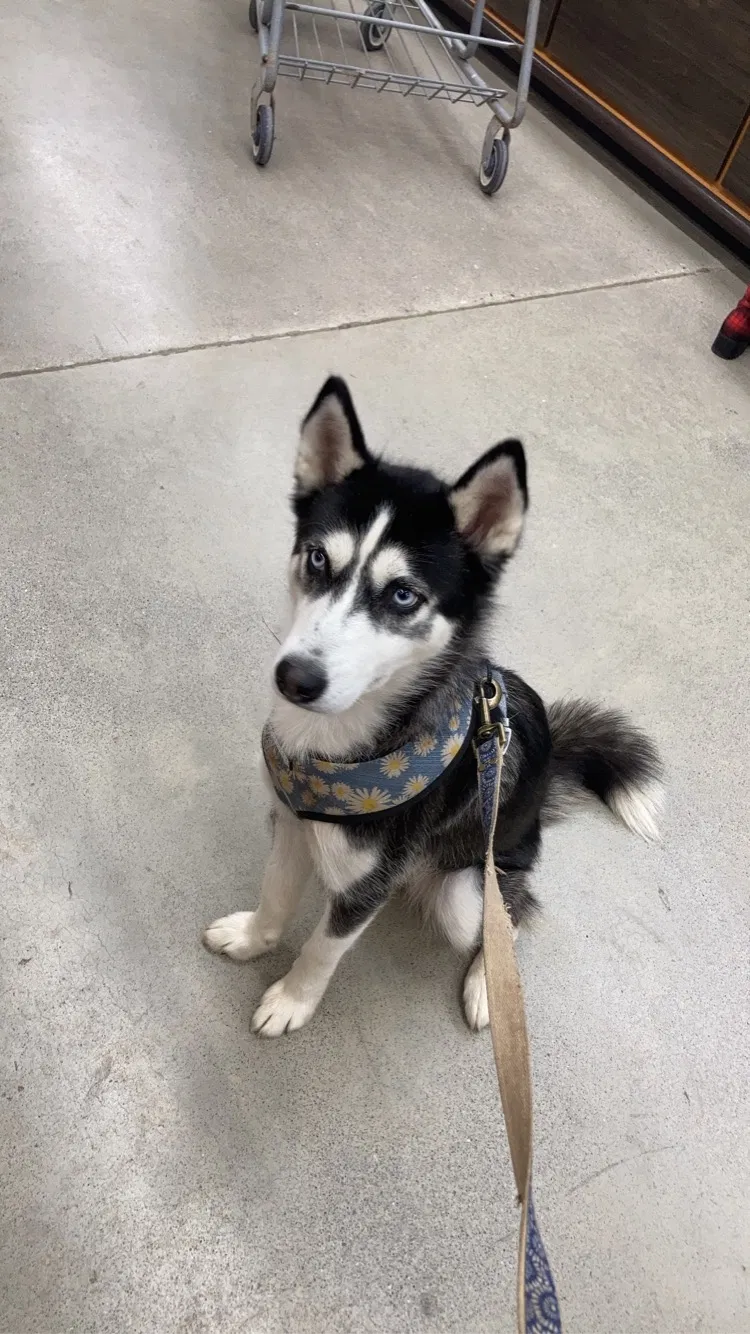 Lost dog in Knoxville, TN, 37915