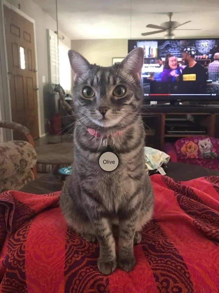 Lost cat in Chandler, AZ, 85225