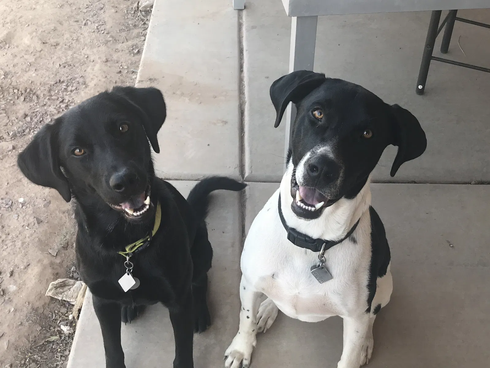 Lost dog in Marshall, MI, 49068