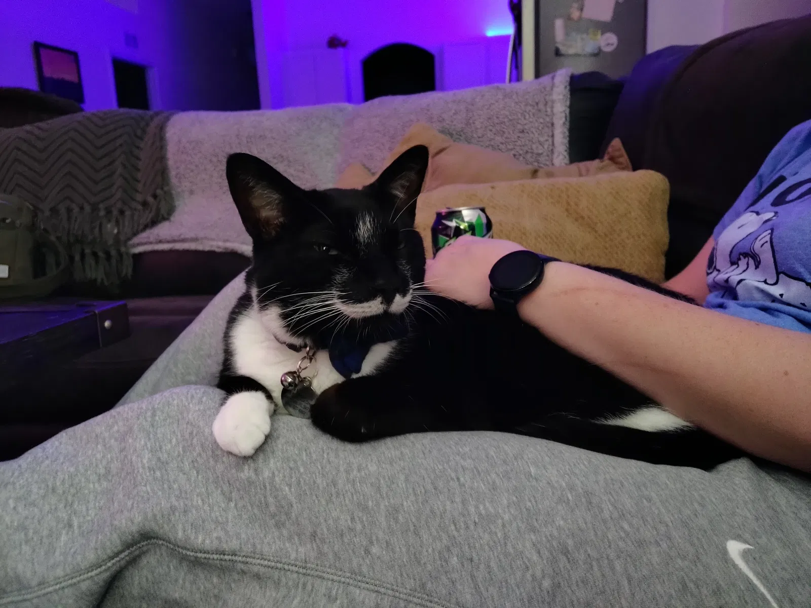 Lost cat in Lakeland, FL, 33809