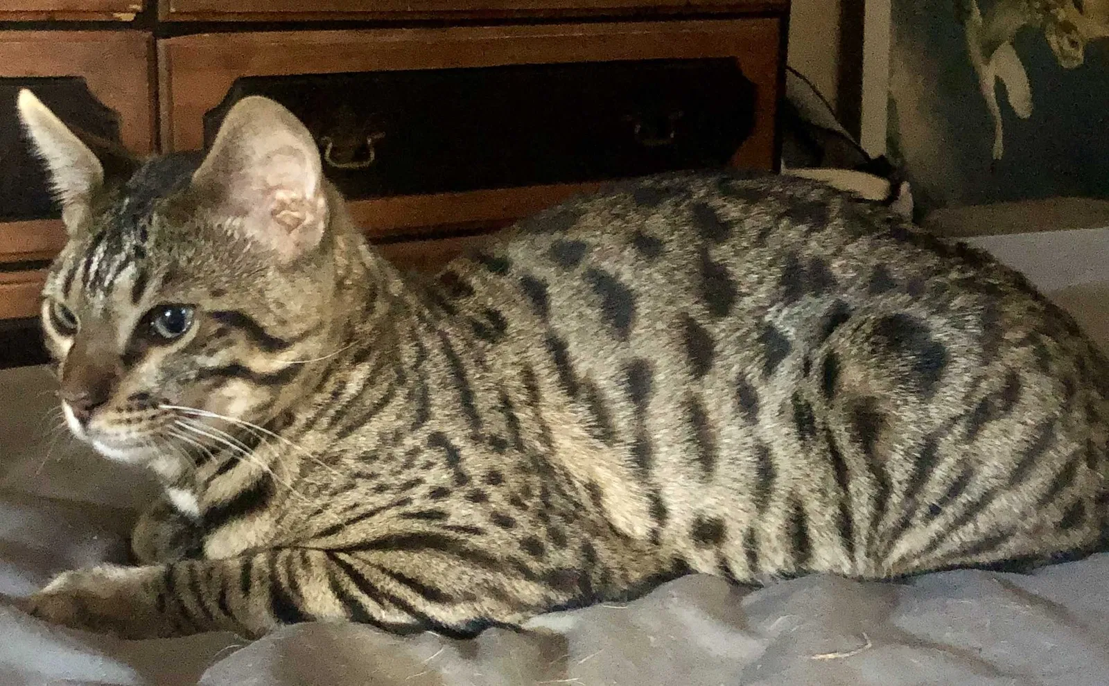 Lost cat in Palo Alto, CA, 94306