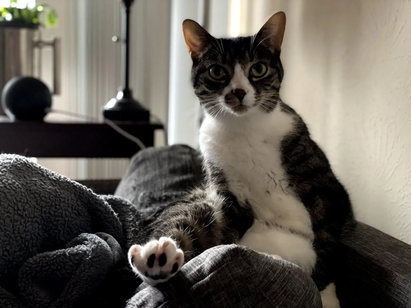 Lost cat in Henrico, VA, 23228
