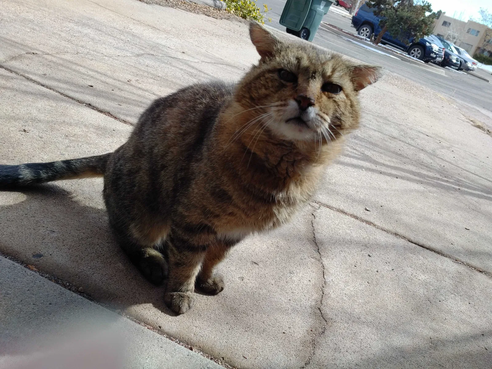 Found cat in Santa Fe, NM, 87505