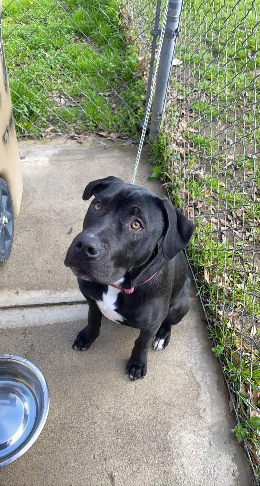 Lost dog in Bakersfield, CA, 93307